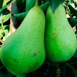 Груша Первомайская