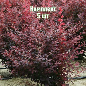 Комплект 5шт / Барбарис Аурекома