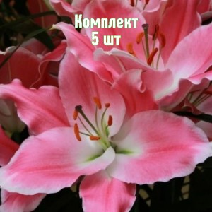 Комплект 5шт / Лилия Куинфиш