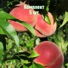 Комплект 5шт / Персик Стартовый