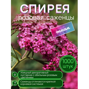 Спирея розовая / опт 1000 штук